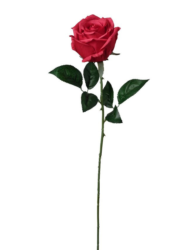 Rose sur tige
