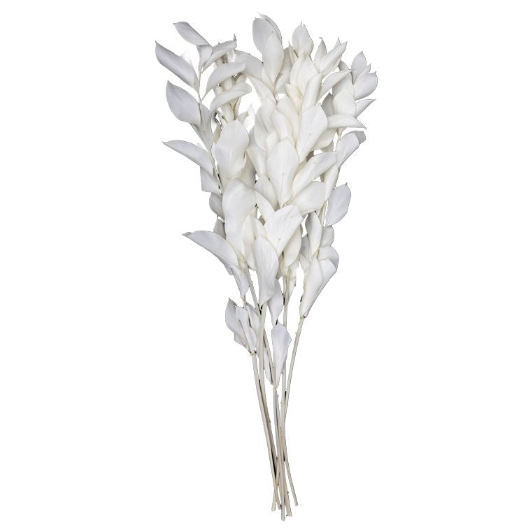 Ruscus