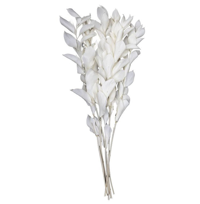 Ruscus