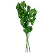 Ruscus