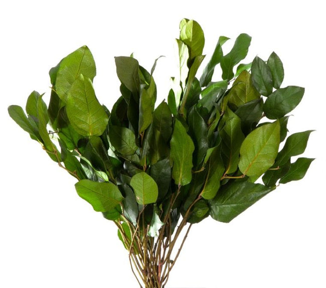 Salal