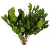 Salal