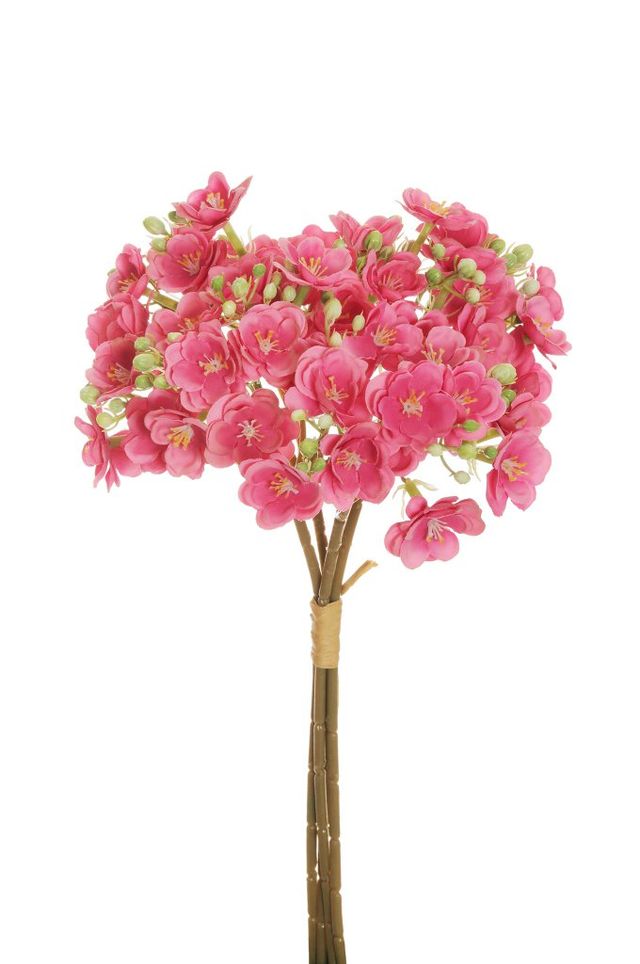 Saponaria