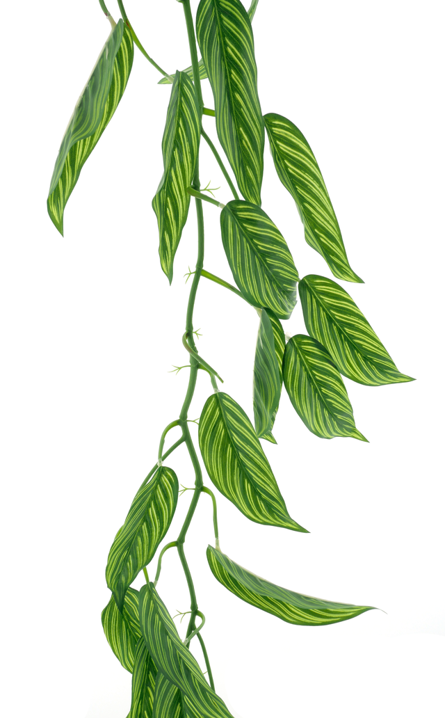 Spathiphyllum