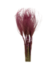 Stypa Pennata Tuffs