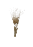 Stypa Pennata Tuffs