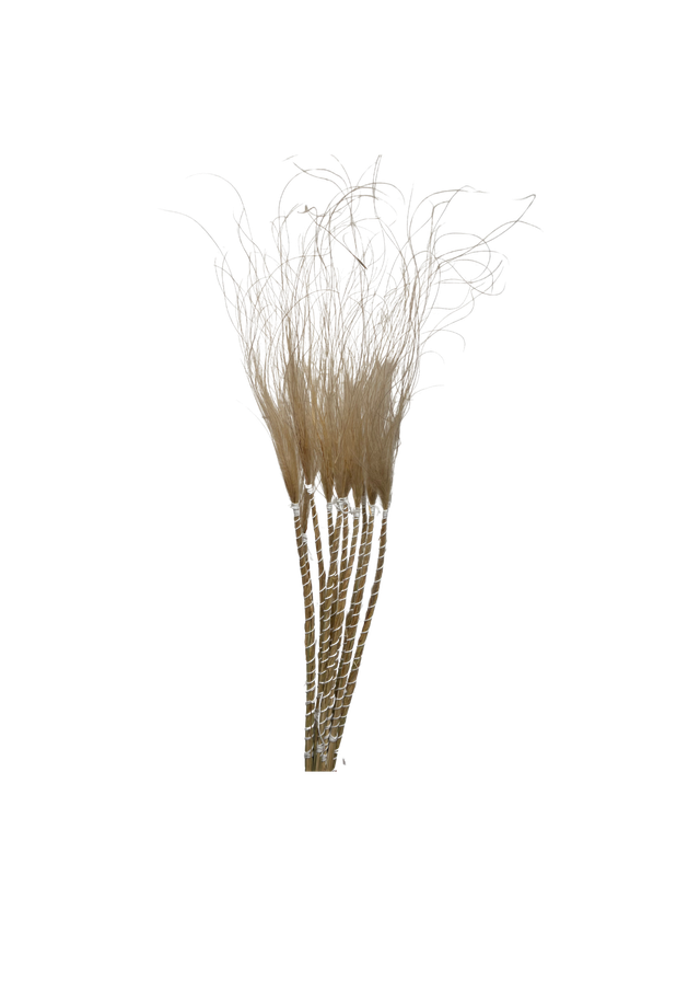 Stypa Pennata Tuffs