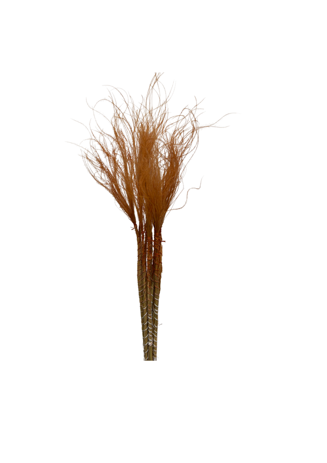 Stypa Pennata Tuffs