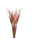 Stypa Pennata Tuffs