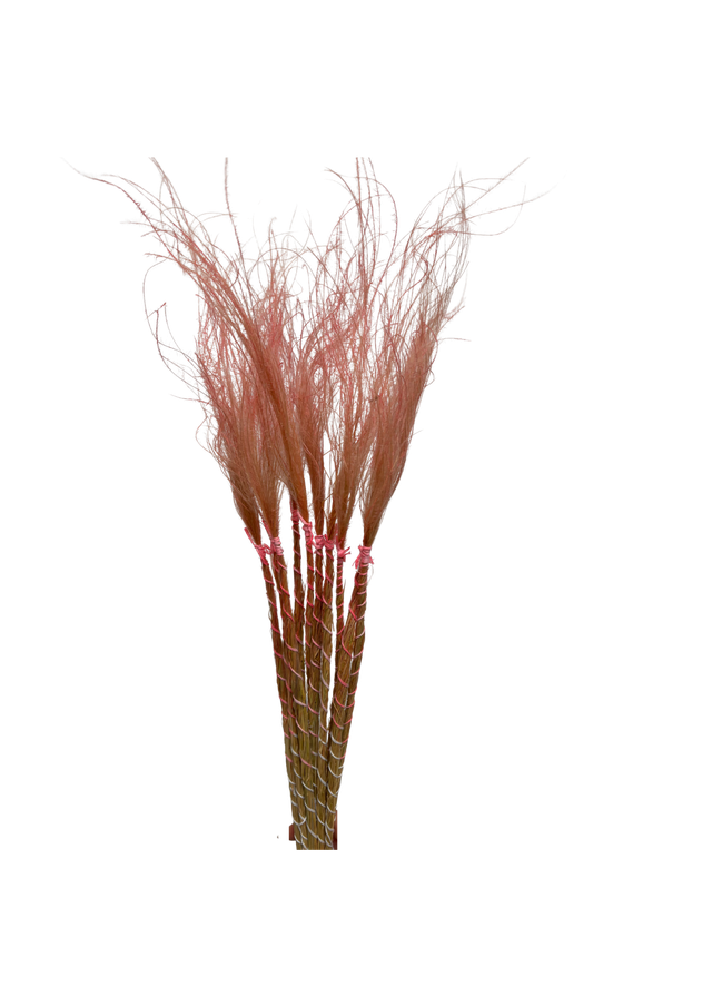 Stypa Pennata Tuffs