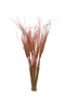 Stypa Pennata Tuffs