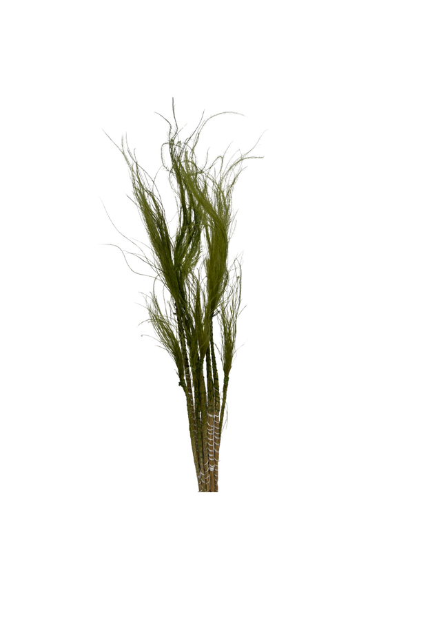 Stypa Pennata Tuffs