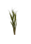 Stypa Pennata Tuffs