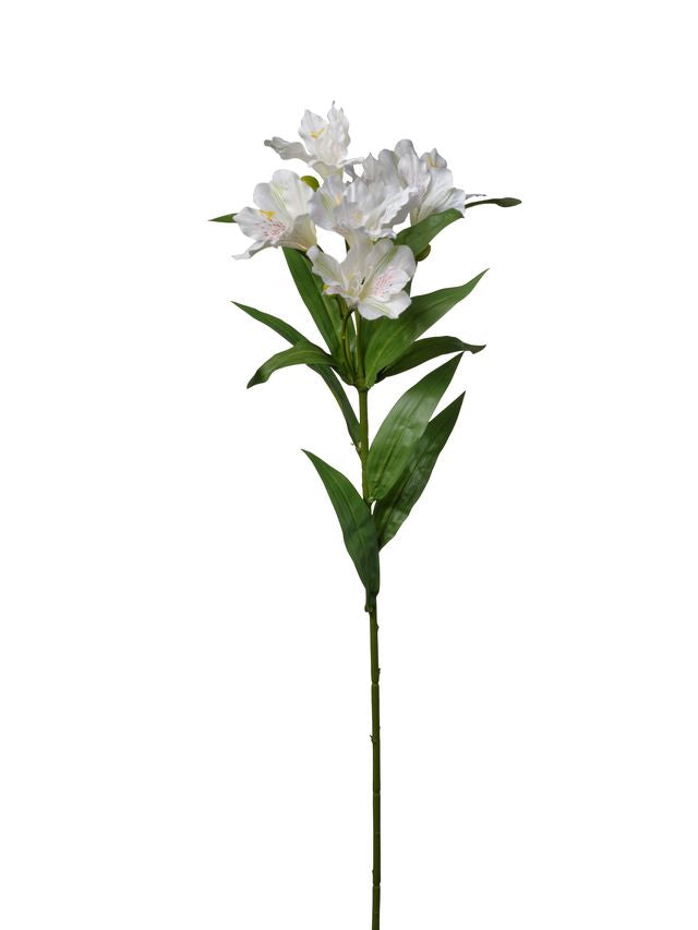 Tige d’alstroemeria