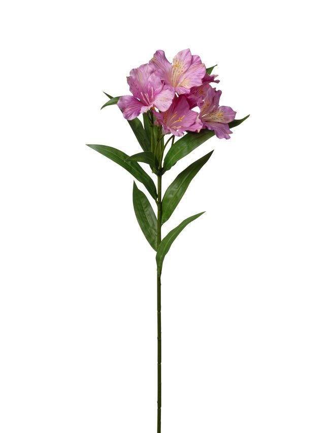 Tige d’alstroemeria