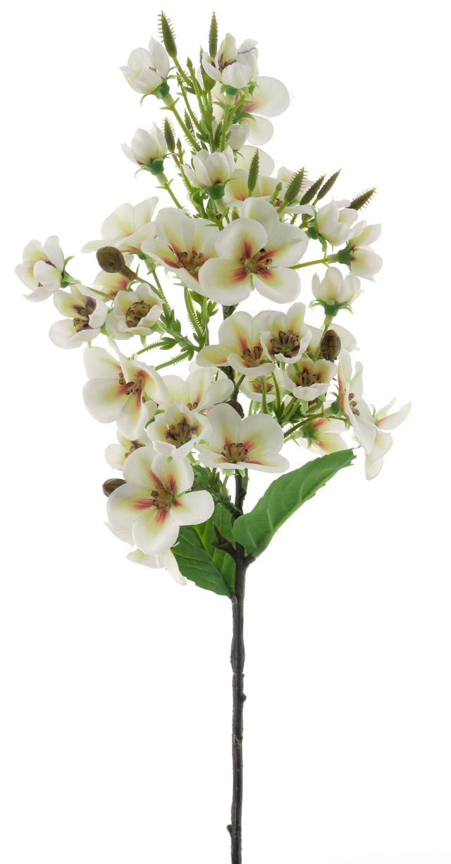 Tige d'hortensia
