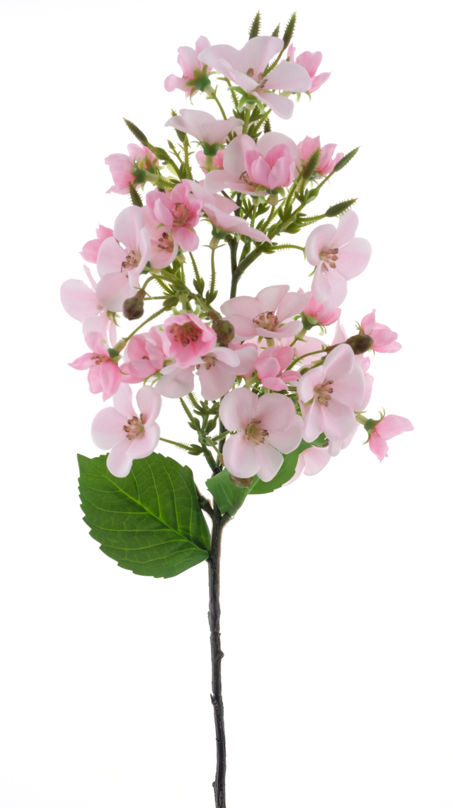 Tige d'hortensia