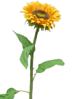 Tournesols