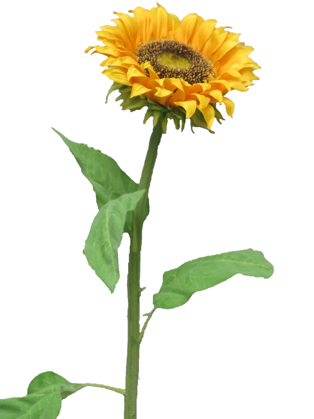 Tournesols