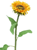 Tournesols