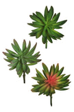 Crassula