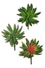 Crassula