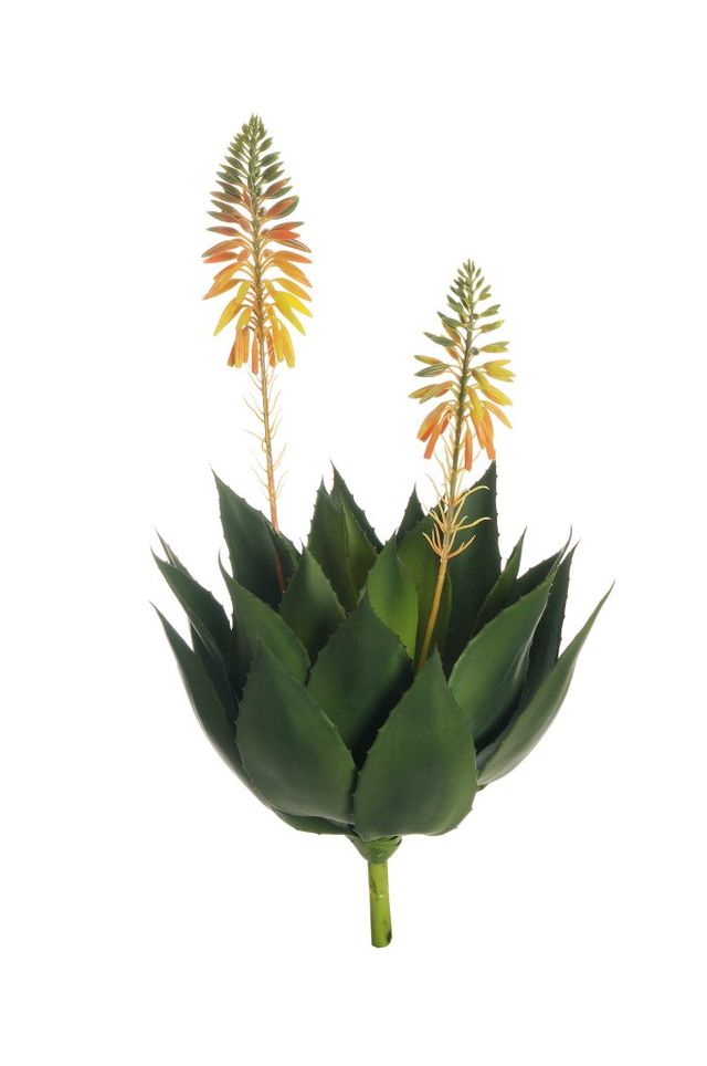Agave