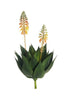 Agave