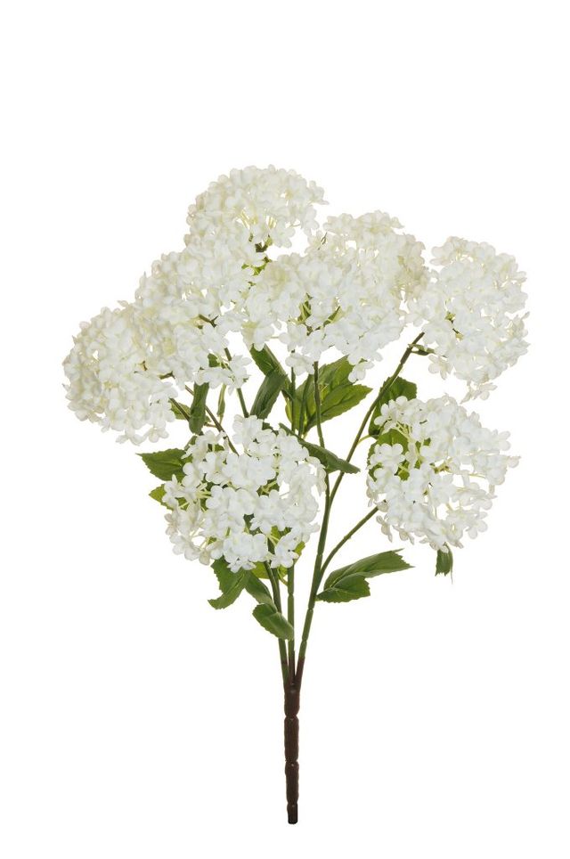 Viburnum