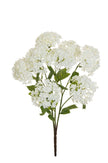 Viburnum