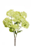 Viburnum