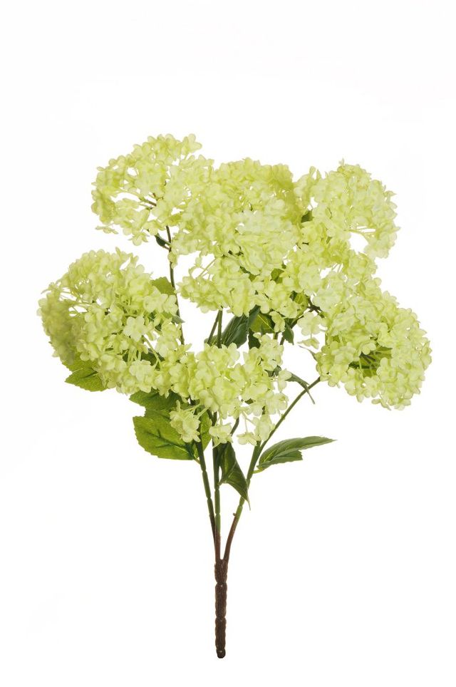 Viburnum