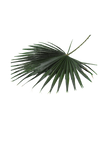 Washingtonia