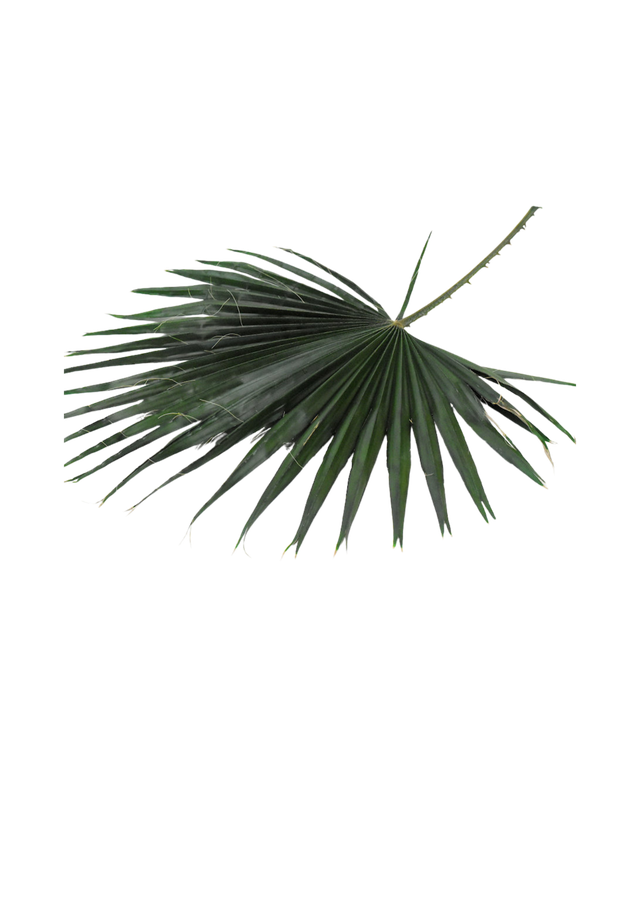 Washingtonia