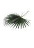 Washingtonia