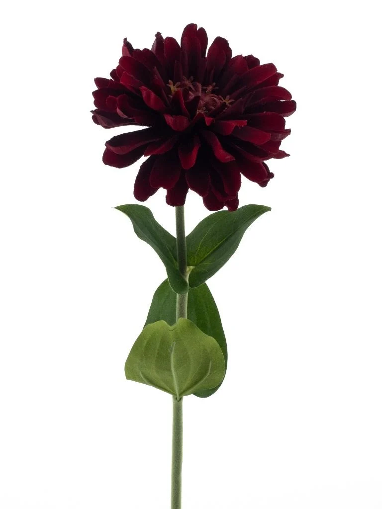 Zinna