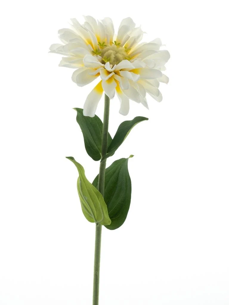 Zinna