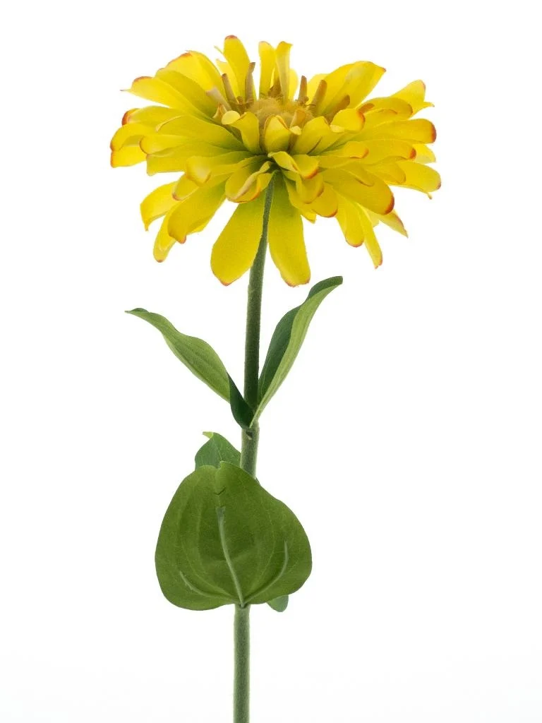 Zinna