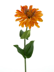 Zinna