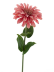 Zinna