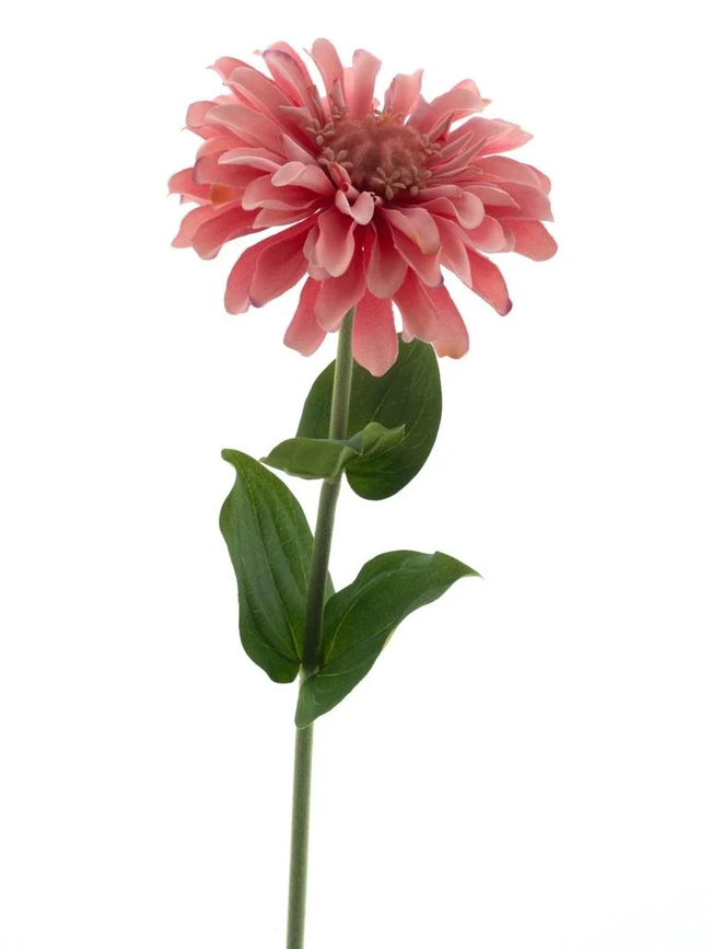Zinna