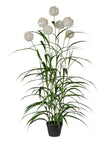 Agapanthus blanche