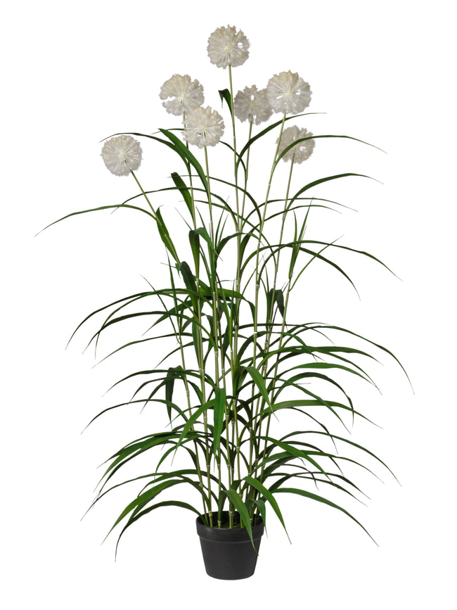 Agapanthus blanche