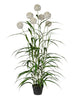 Agapanthus blanche