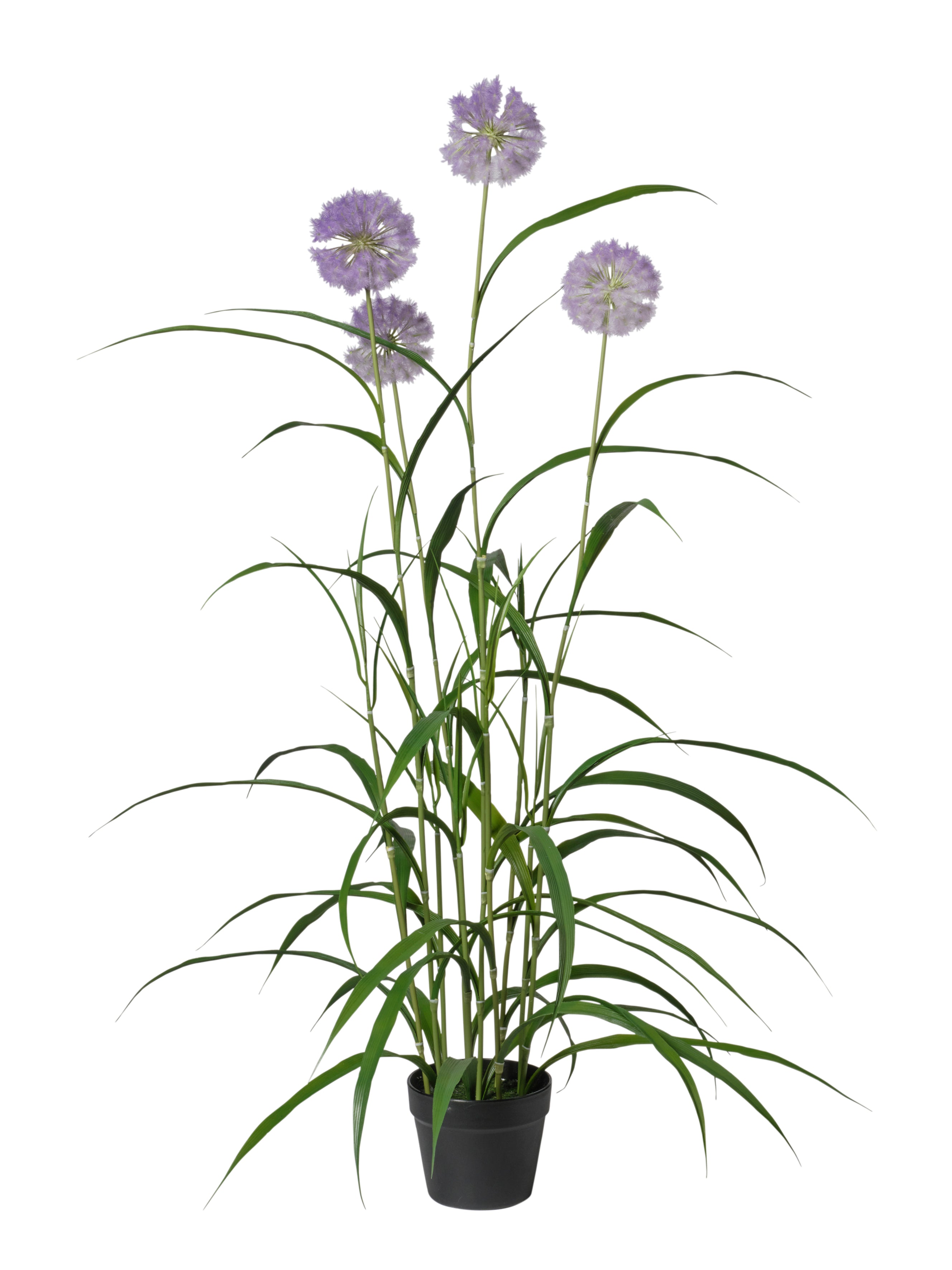 Agapanthus violet