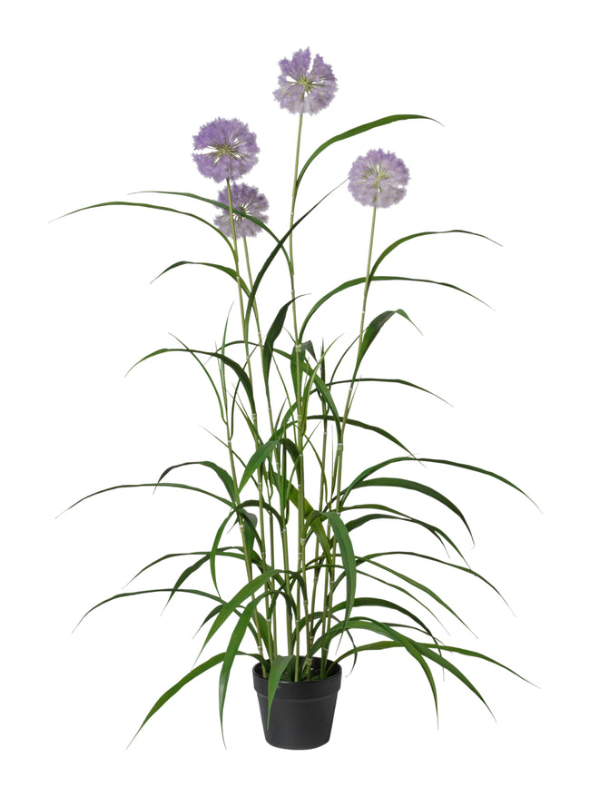 Agapanthus violet