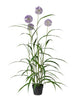Agapanthus violet
