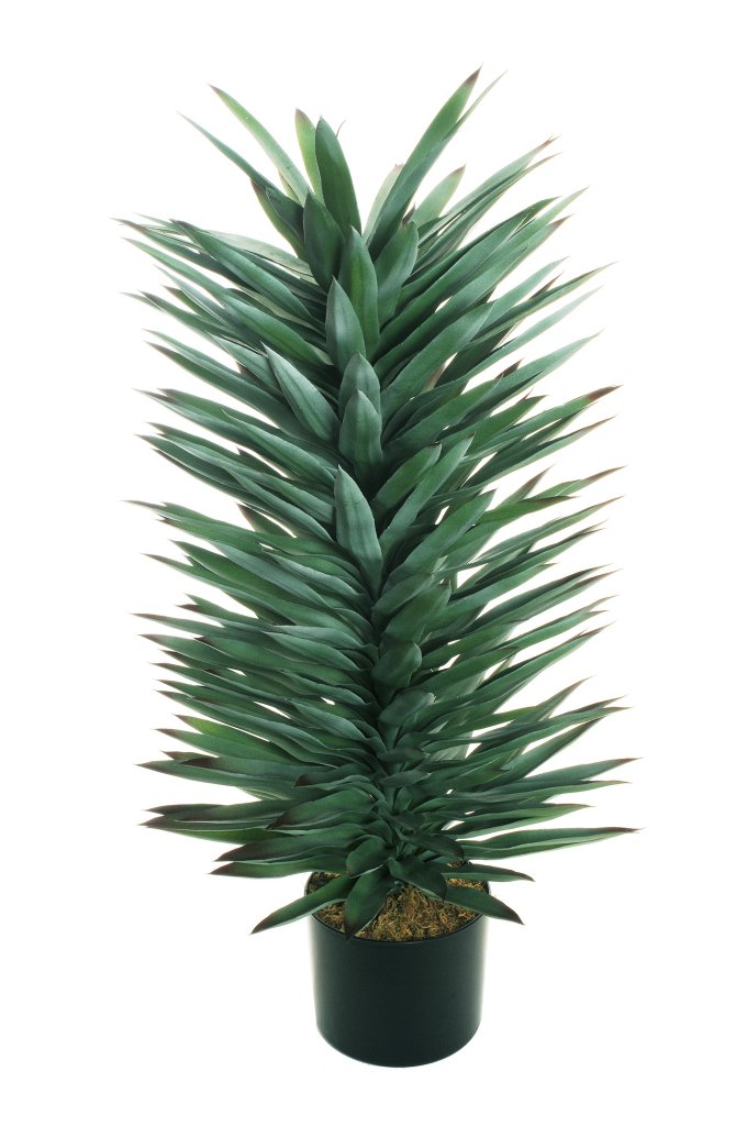 Agave