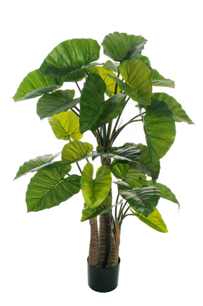 Alocasia