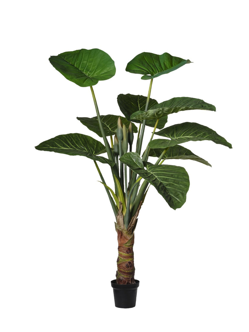 Alocasia